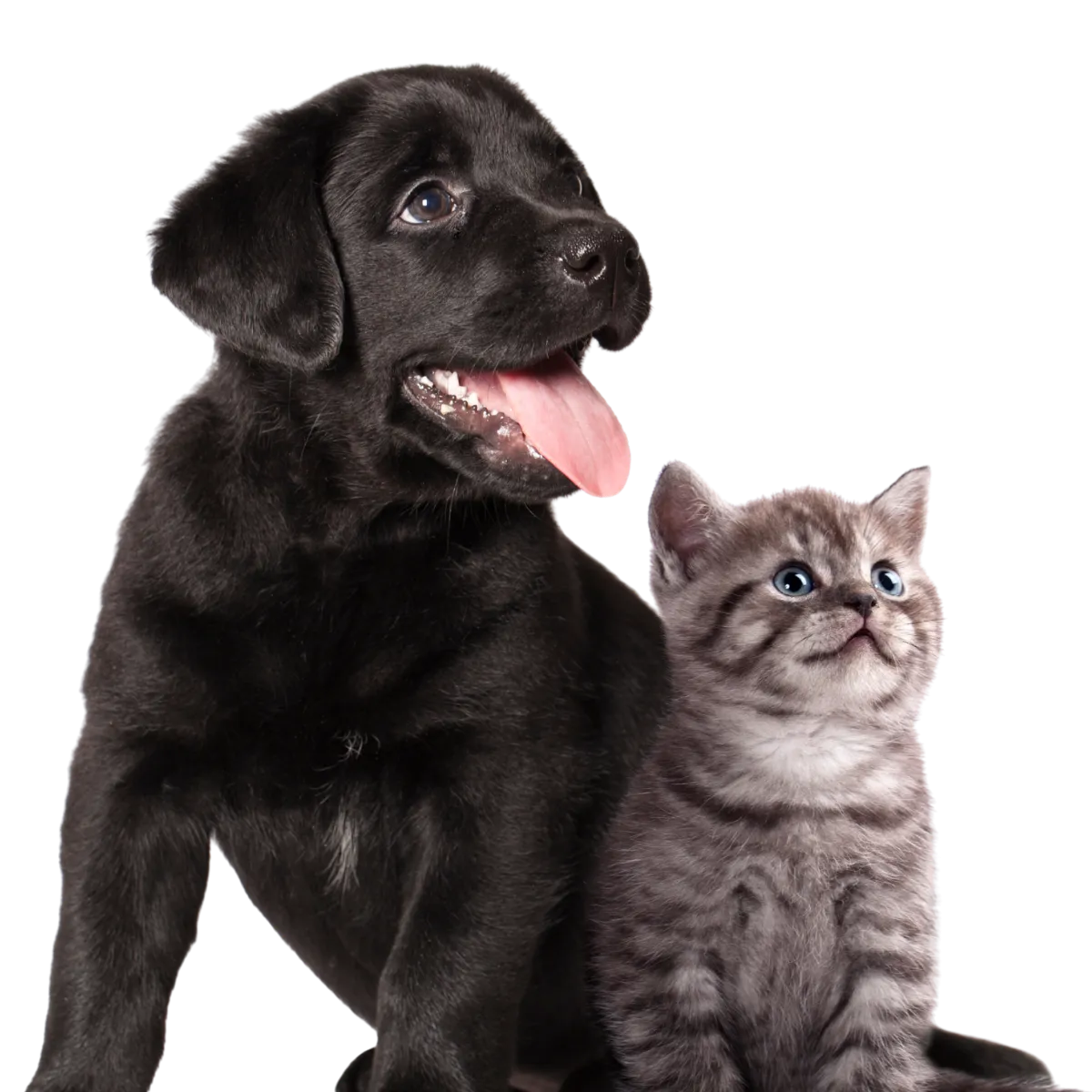 Perrito y gatito esperando tu mensaje
