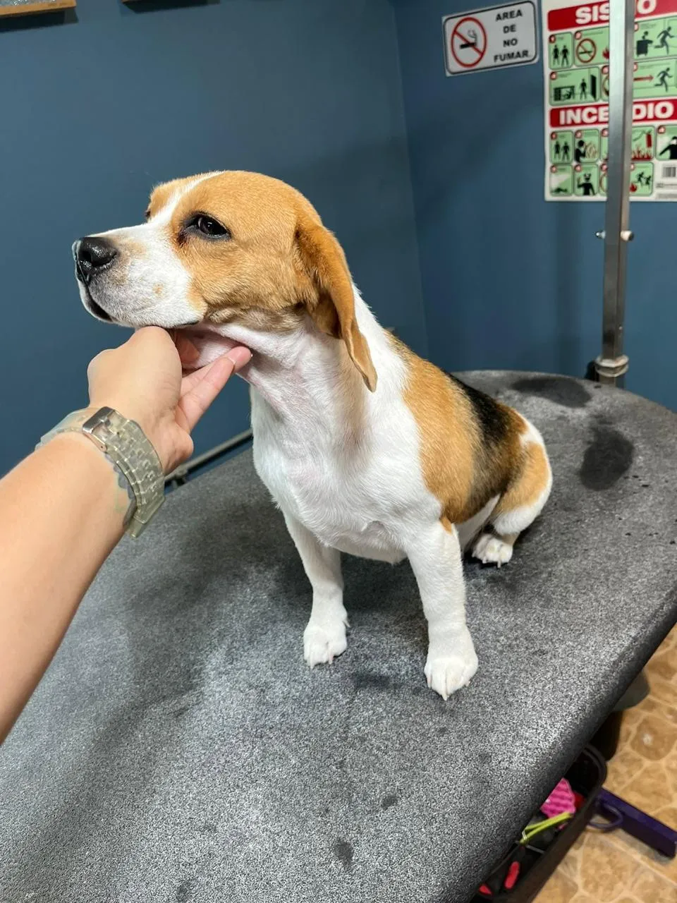 Grooming & Spa - imagen 6