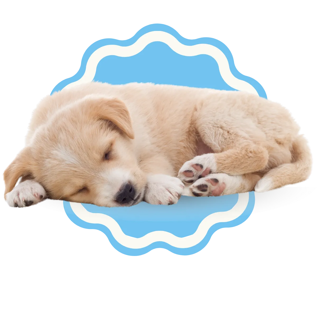Cachorro dormido durante su estancia